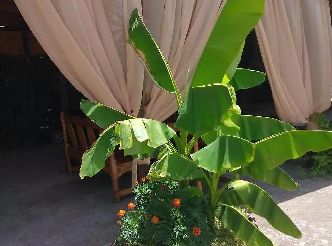 за гости маги Проживание в семье *