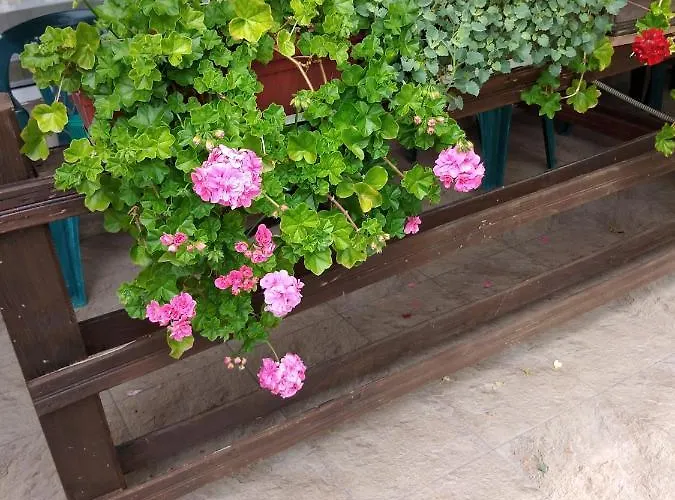 за гости маги