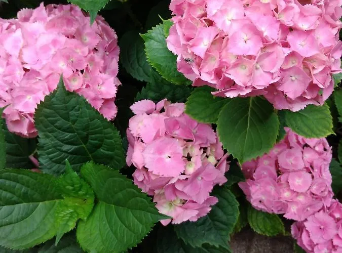 за гости маги Alloggio in famiglia