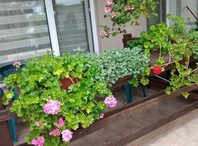 за гости маги Проживание в семье